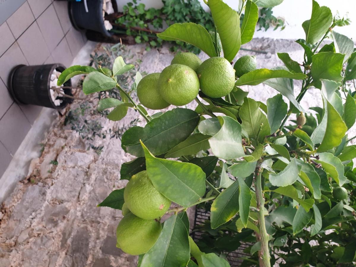 Отель Lemon Tree Сегет Доньи Экстерьер фото