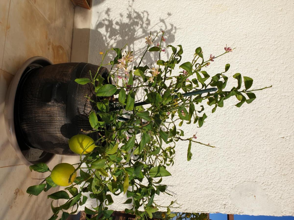 Отель Lemon Tree Сегет Доньи Экстерьер фото